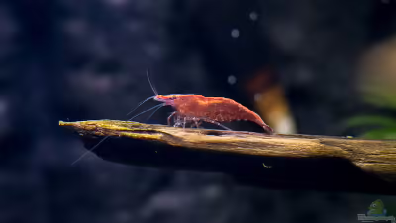 Aquarien mit Red Fire Garnelen (Neocaridina heteropoda)