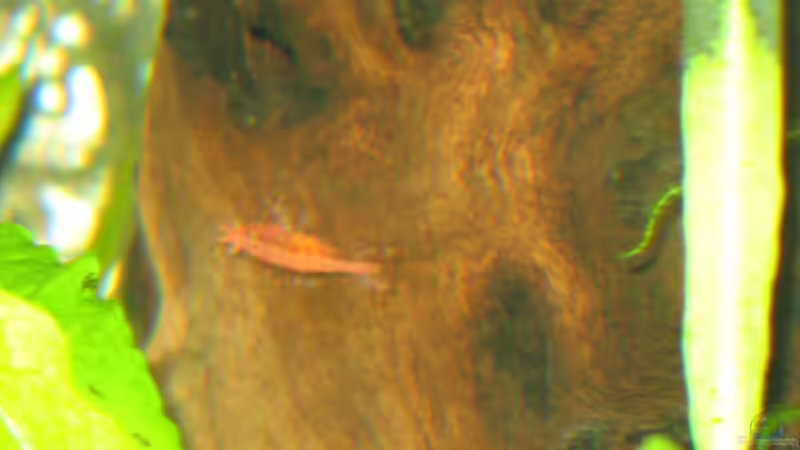 Red Fire auf Holzstamm von Malawifreak (18)