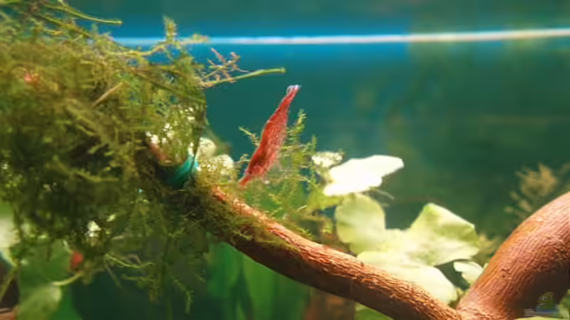 Moos als Deko im Aquarium (Einrichtungsbeispiele mit Moosen)