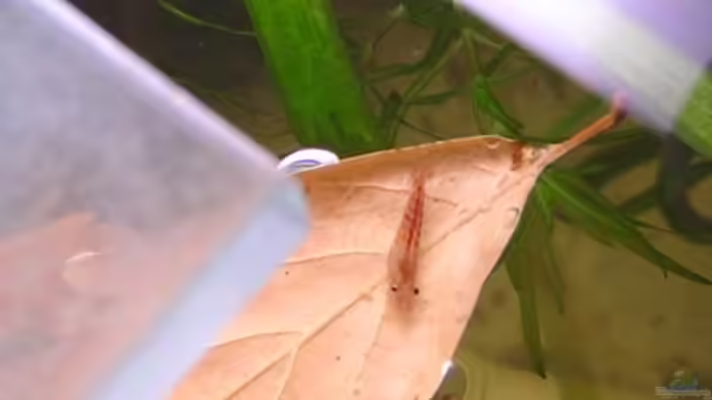 Red Fire auf Laub von RatinaZ (11)