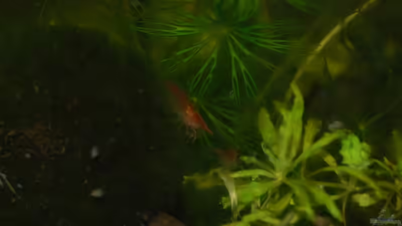 Red Fire auf Mooskugel von Bernhard Messinger (18)