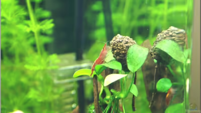 Red Fire bei der ´Arbeit´  von Christian Zwick (22)