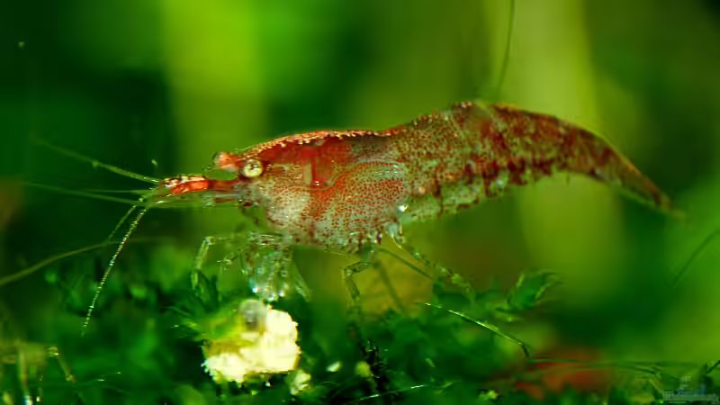 Red fire beim Essenfassen von Helmut Kreutmayer (16)