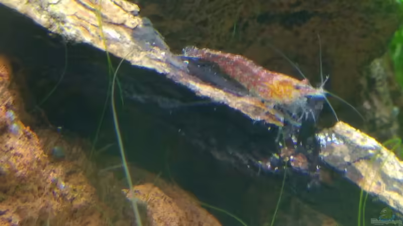 Red Fire Cherry Garnele  von Shiro13 (5)