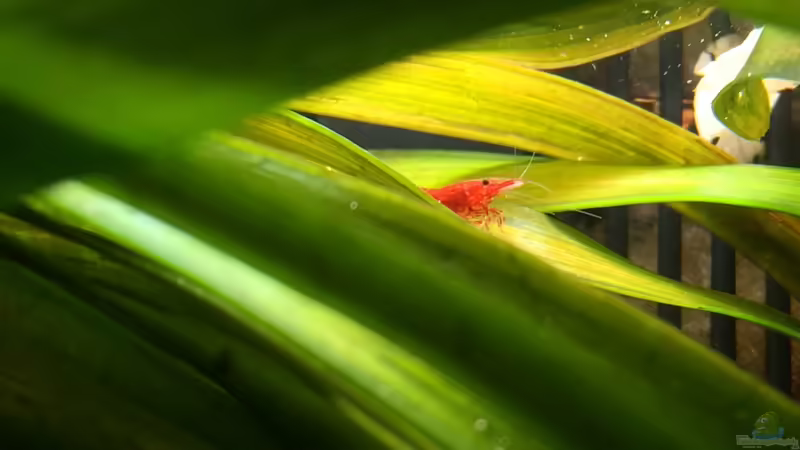 Red Fire Garnele  von Yasmine (41)