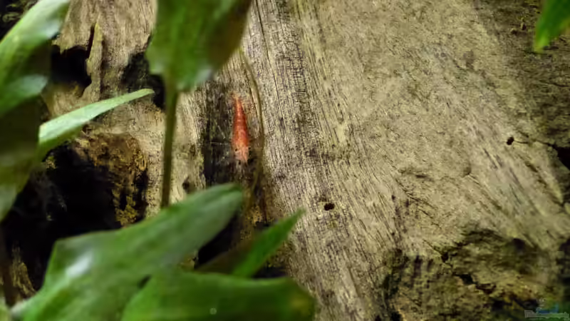 red fire Garnele 28.01.12 von ~Marco~ (40)