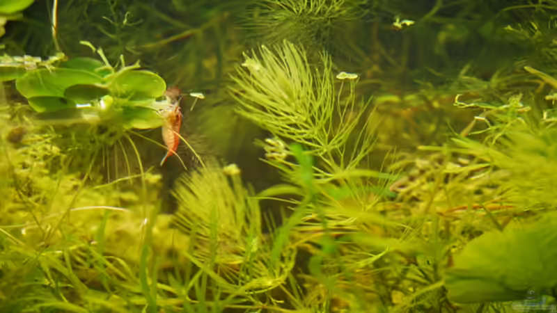 Red Fire Garnele knapp unter der Wasseroberfläche von Peter Meyer (8)