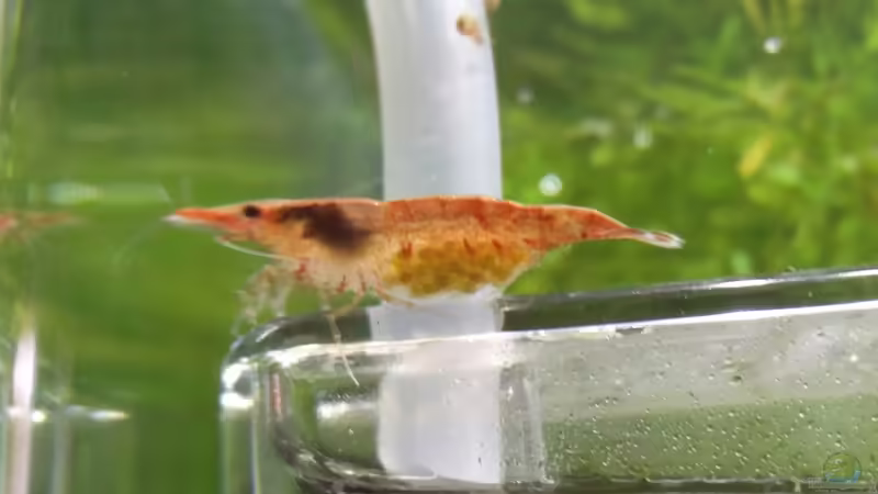 Red-Fire-Garnele mit Eier von Solvin (47)