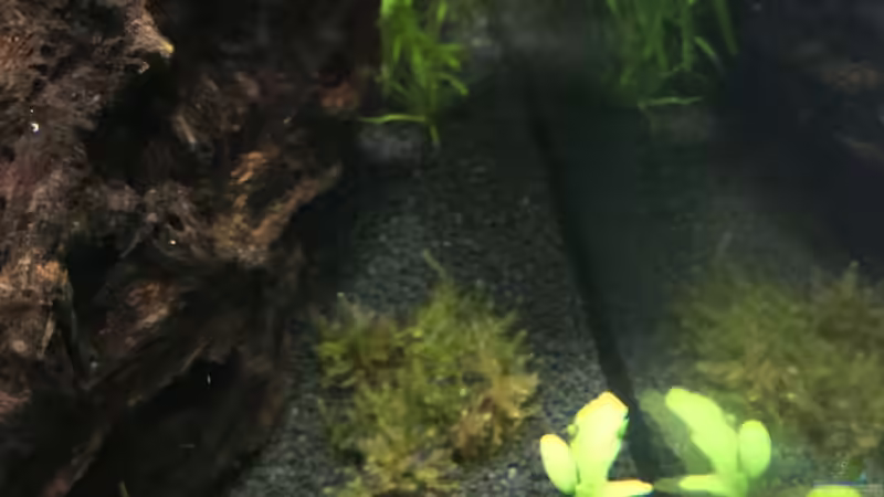 Red Fire Garnele von Clemens (6)