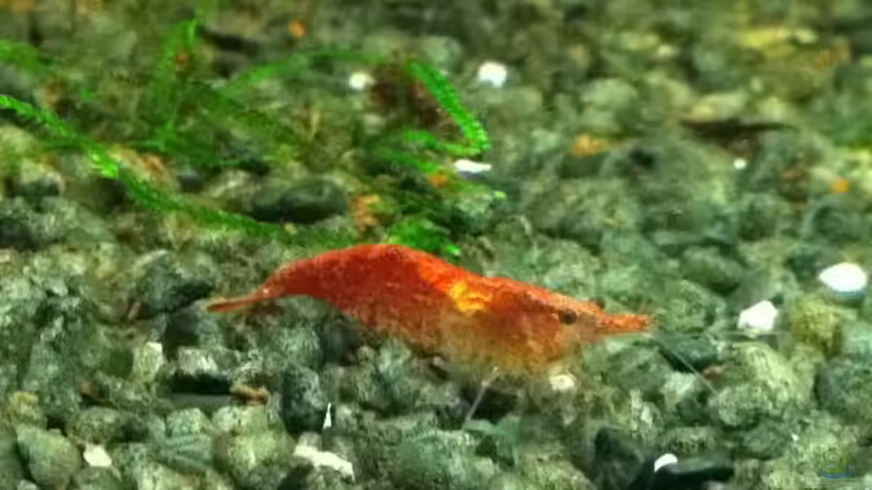 Red Fire Garnele von Daniel B (23)