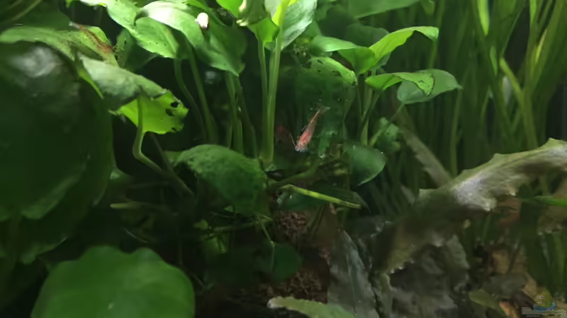 Red Fire Garnele von Danny (24)