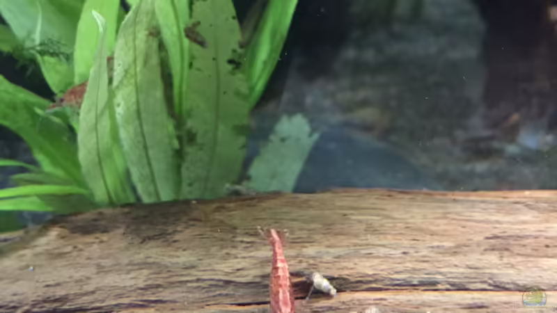 Red Fire Garnele von Danny (36)