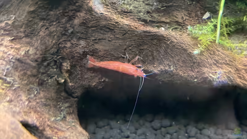 Red Fire Garnele von Fischfan11 (5)