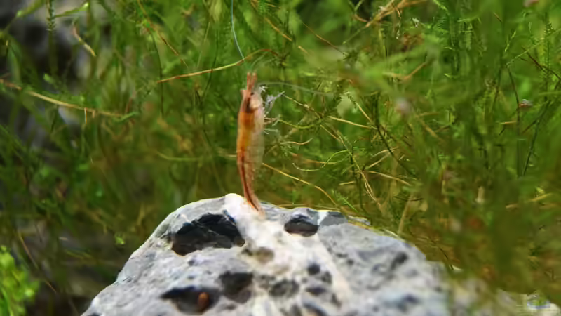 Red fire Garnele von Guido Seifert (48)