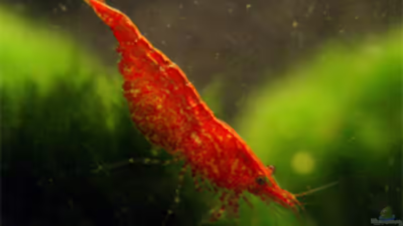 Red Fire Garnele von Heinz Sommer (11)