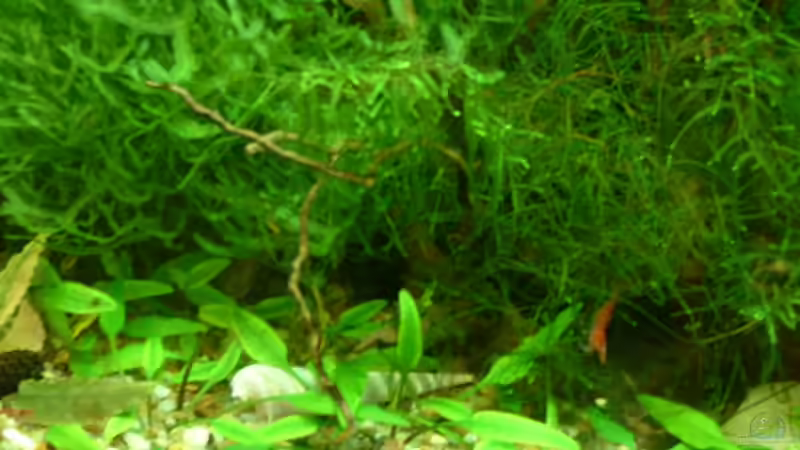 Red-Fire Garnele von Herzilein (39)