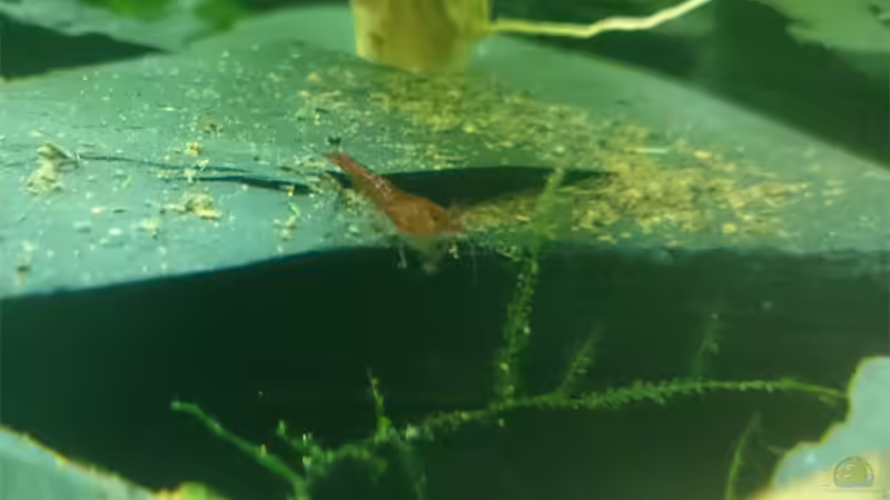 Red Fire-Garnele von Jahira (13)