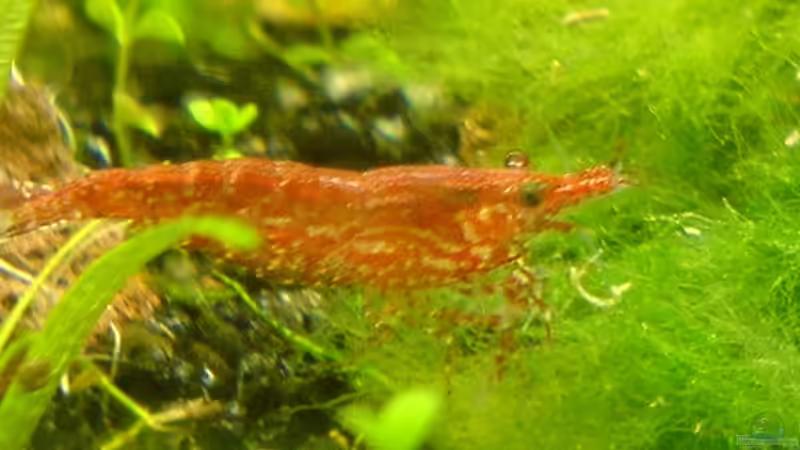 Red Fire Garnele von Jens Hug (14)