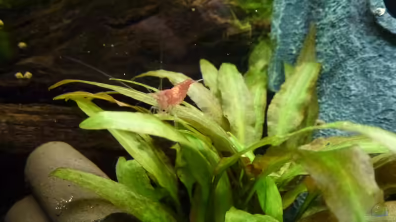 Red Fire Garnele von Jessi & Daniel (19)