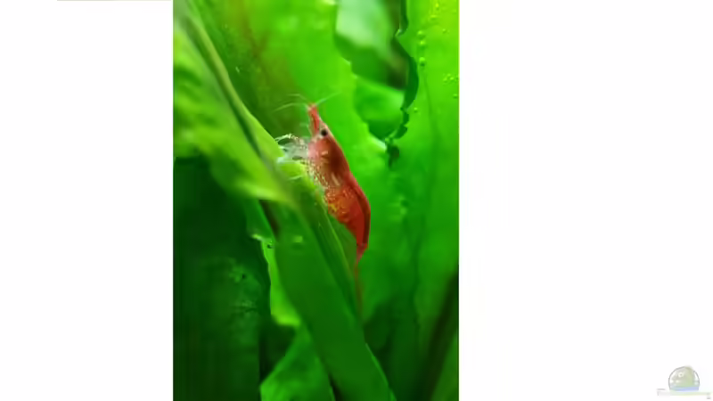 Red Fire Garnele von JohnnyWishbone (32)