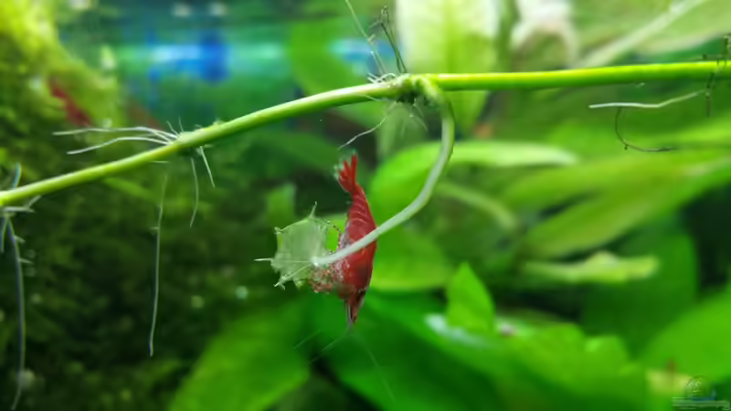 Red Fire Garnele von JohnnyWishbone (33)