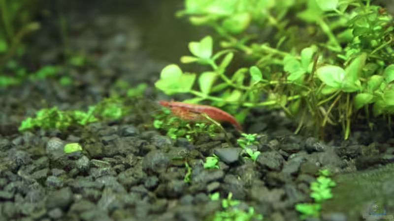 Red Fire Garnele von Niklas Urban (6)