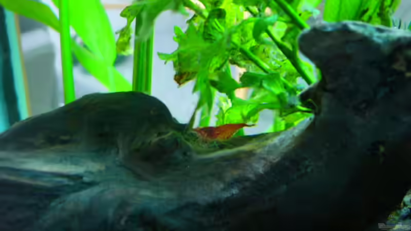 red fire garnele von Oliver Gursky (18)