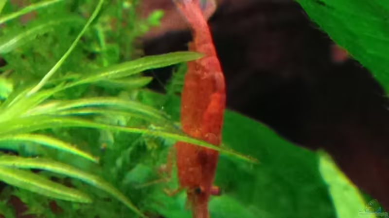 Red-Fire-Garnele von Oskar (17)