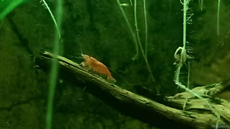 Red Fire Garnele von Ottche (45)