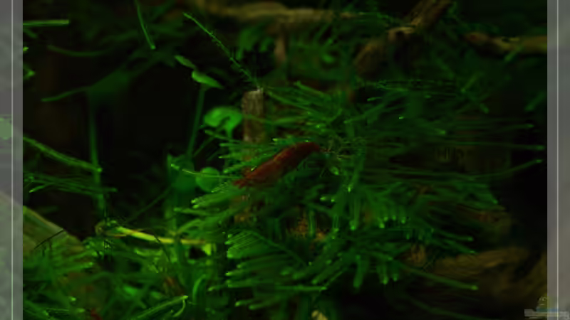 Red Fire Garnele von Pseudomugil (30)