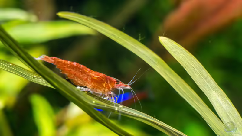 Red-Fire Garnele von rasrol (23)
