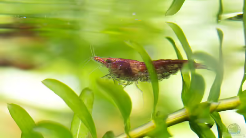 Red-Fire Garnele von rasrol (25)