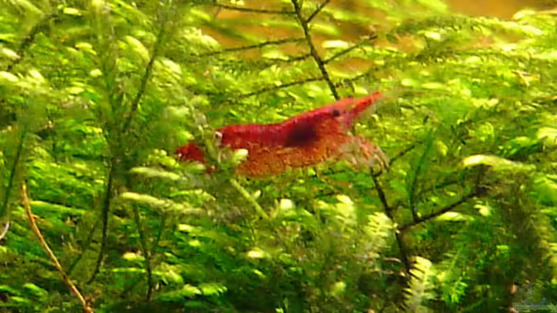 Red Fire Garnele von Robert Hötzinger (6)