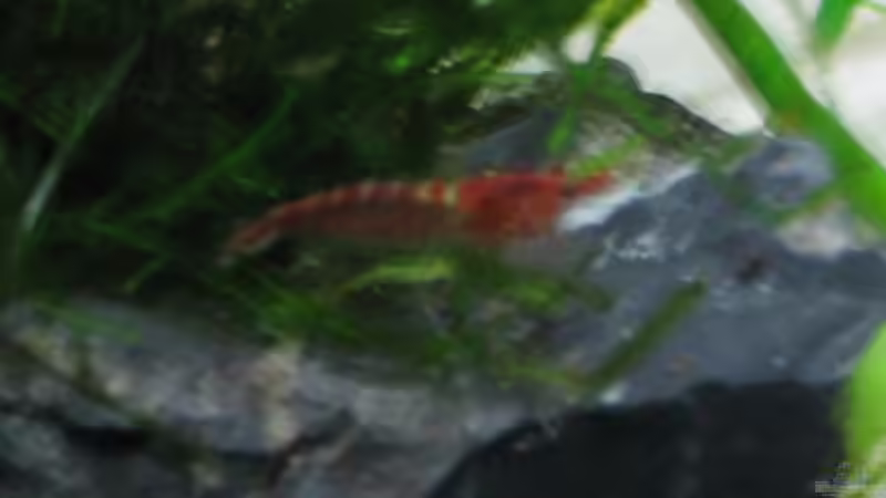 Red Fire Garnele von Silvia (14)