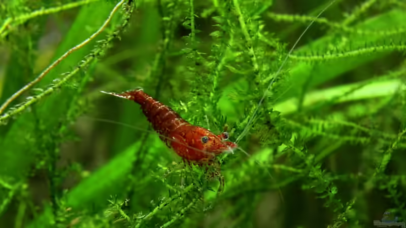 Red-Fire Garnele von Springer (1)