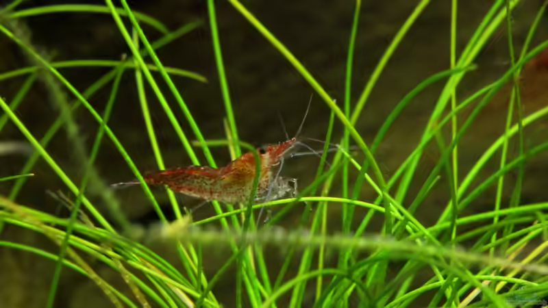 Red-Fire Garnele von Springer (28)