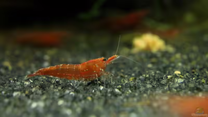 Red-Fire Garnele von Springer (30)