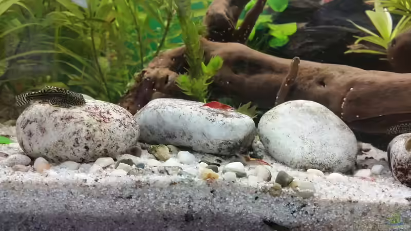 red fire garnele von SvenDerGroße (19)