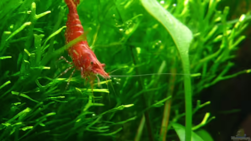 Red Fire Garnele von Torsten Franke (26)