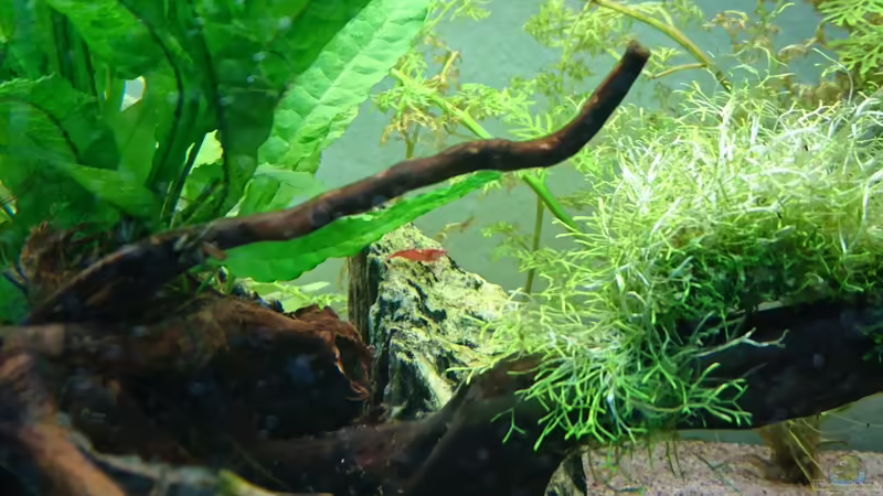 red fire garnele von ulli85 (26)