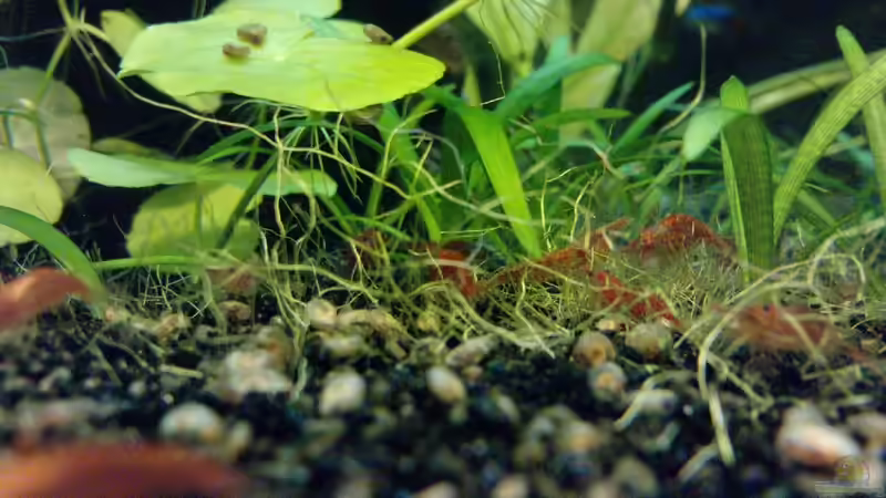 Red Fire Garnelen  von CommanderKeen (10)