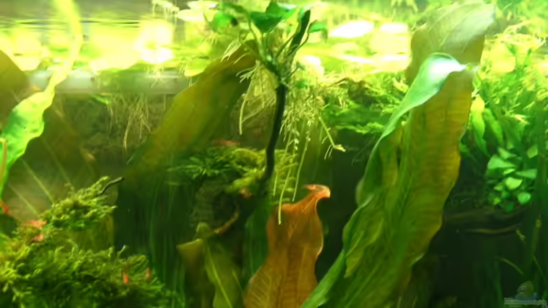 Red-Fire Garnelen bei der Arbeit von Herzilein (41)