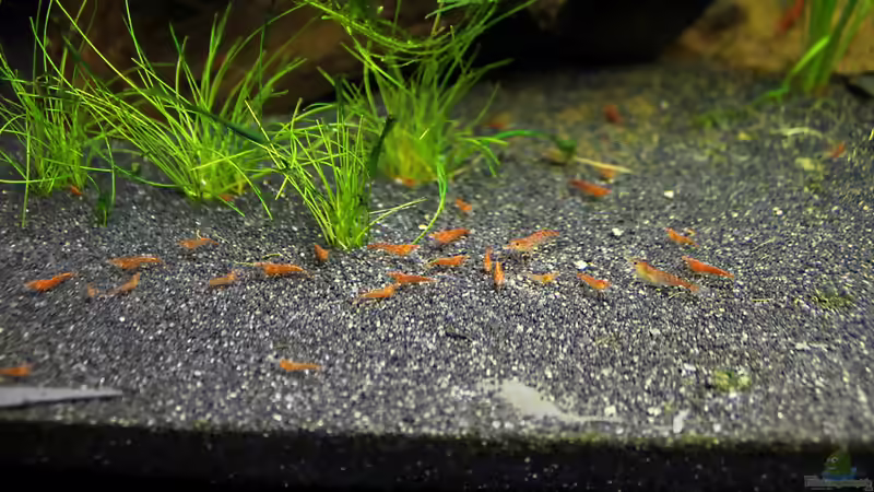 Red-Fire Garnelen Nachwuchs von Springer (24)
