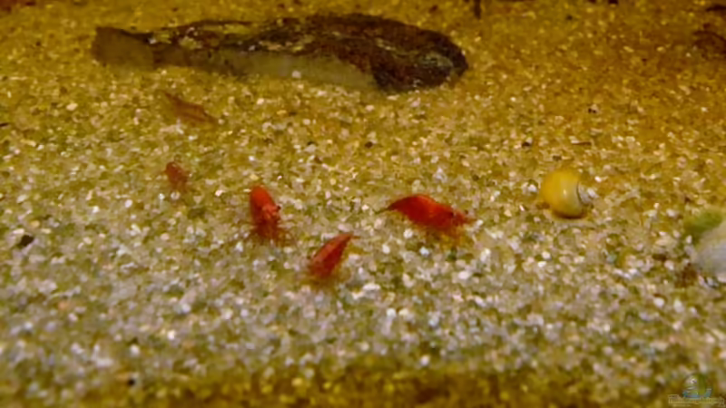 Red Fire Garnelen (Neocaridina heteropoda var. red) von Ravenclaw57 (57)