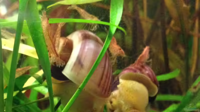 Red Fire Garnelen und rosa Apfelschnecken von Momo-kocht (9)