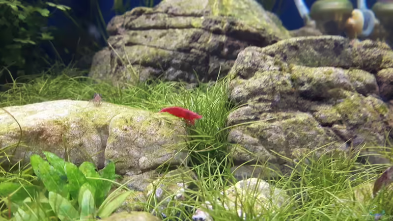 Red Fire Garnelen von Der Nicky (62)