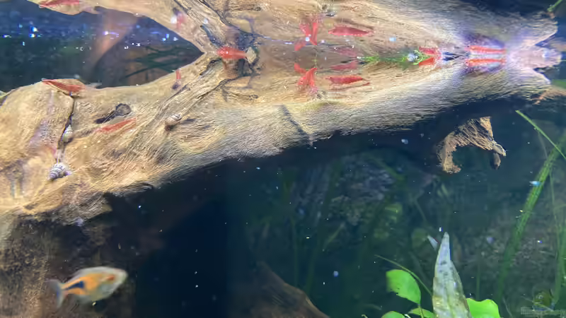 Red fire Garnelen von Fischfan11 (6)