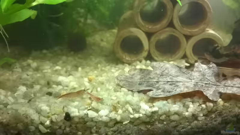 Red Fire Garnelen von garnelchen (4)