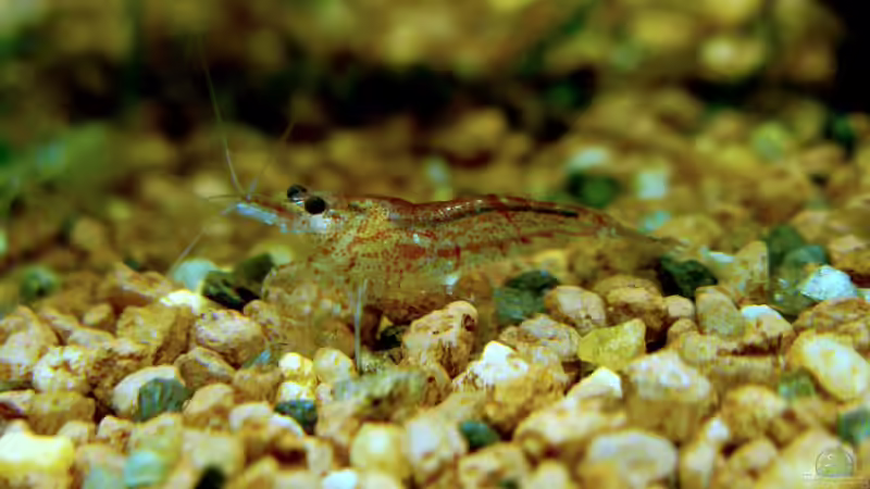 Red Fire Garnelen von Lukas &gt;&lt;°&gt; (23)