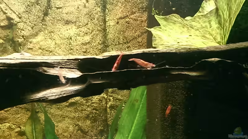 Red Fire Garnelen von Ottche (41)